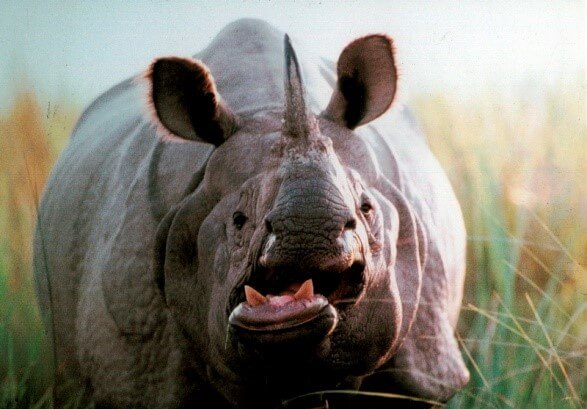 In Chitwan. Jungle activities.